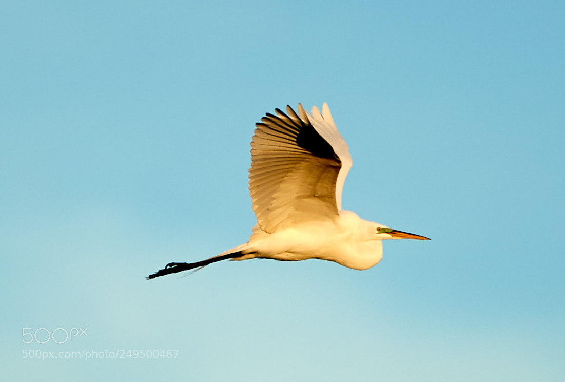 Canon EOS-1D X Mark II sample photo. 03-16-18-0007745.jpg photography