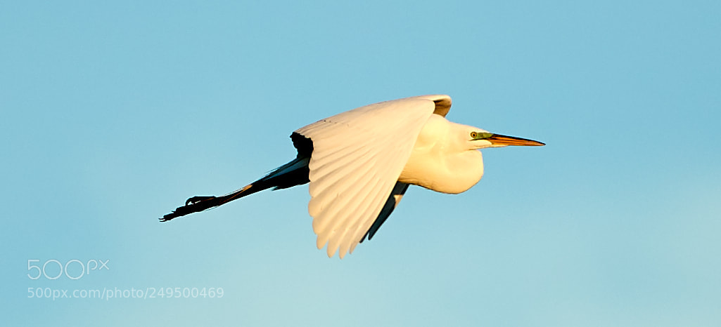 Canon EOS-1D X Mark II sample photo. 03-16-18-0007744.jpg photography