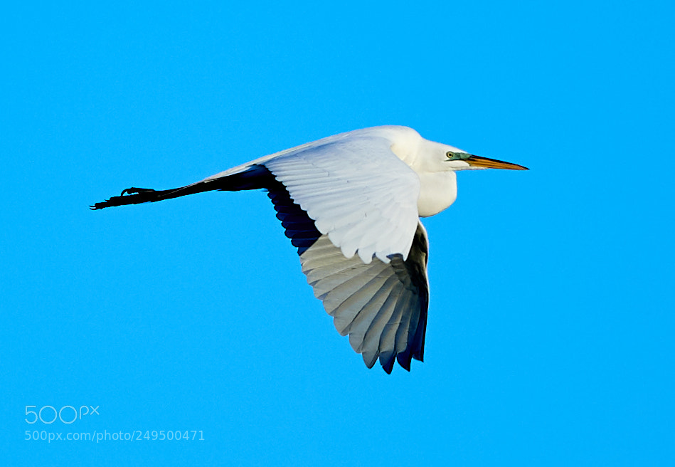 Canon EOS-1D X Mark II sample photo. 03-16-18-0007743.jpg photography