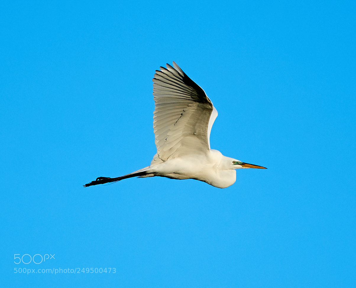 Canon EOS-1D X Mark II sample photo. 03-16-18-0007742.jpg photography