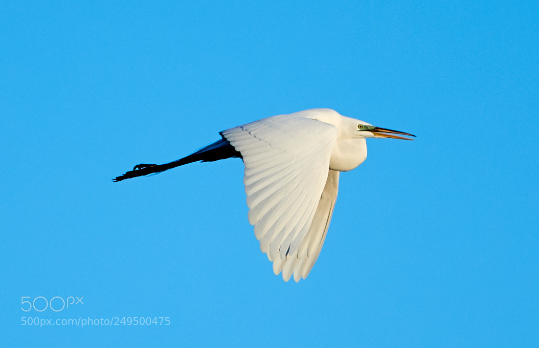 Canon EOS-1D X Mark II sample photo. 03-16-18-0007741.jpg photography