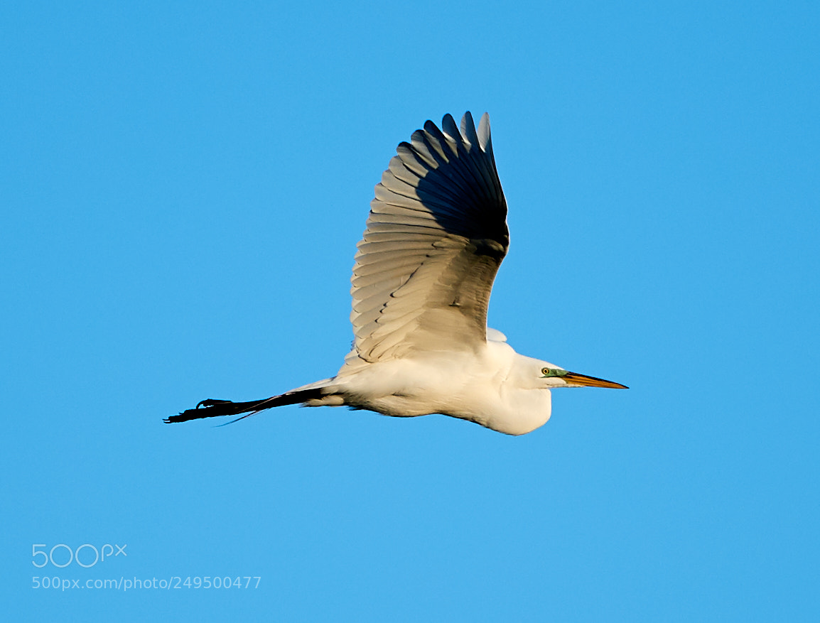 Canon EOS-1D X Mark II sample photo. 03-16-18-0007739.jpg photography