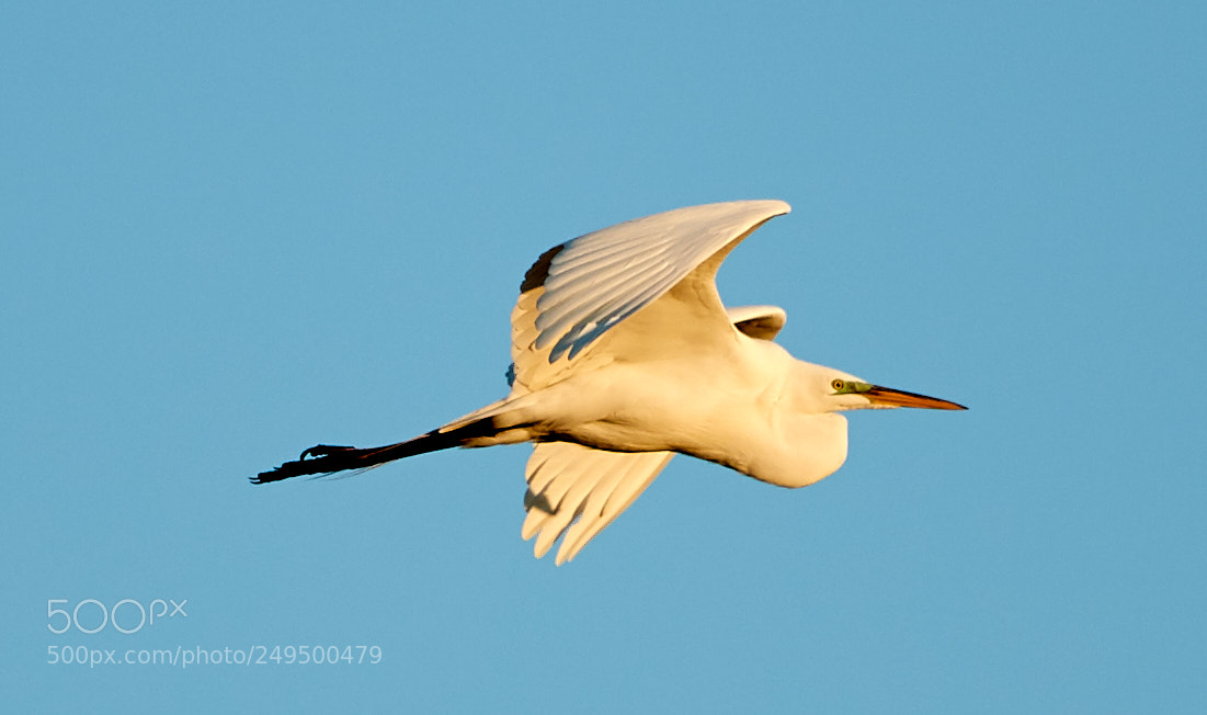 Canon EOS-1D X Mark II sample photo. 03-16-18-0007738.jpg photography