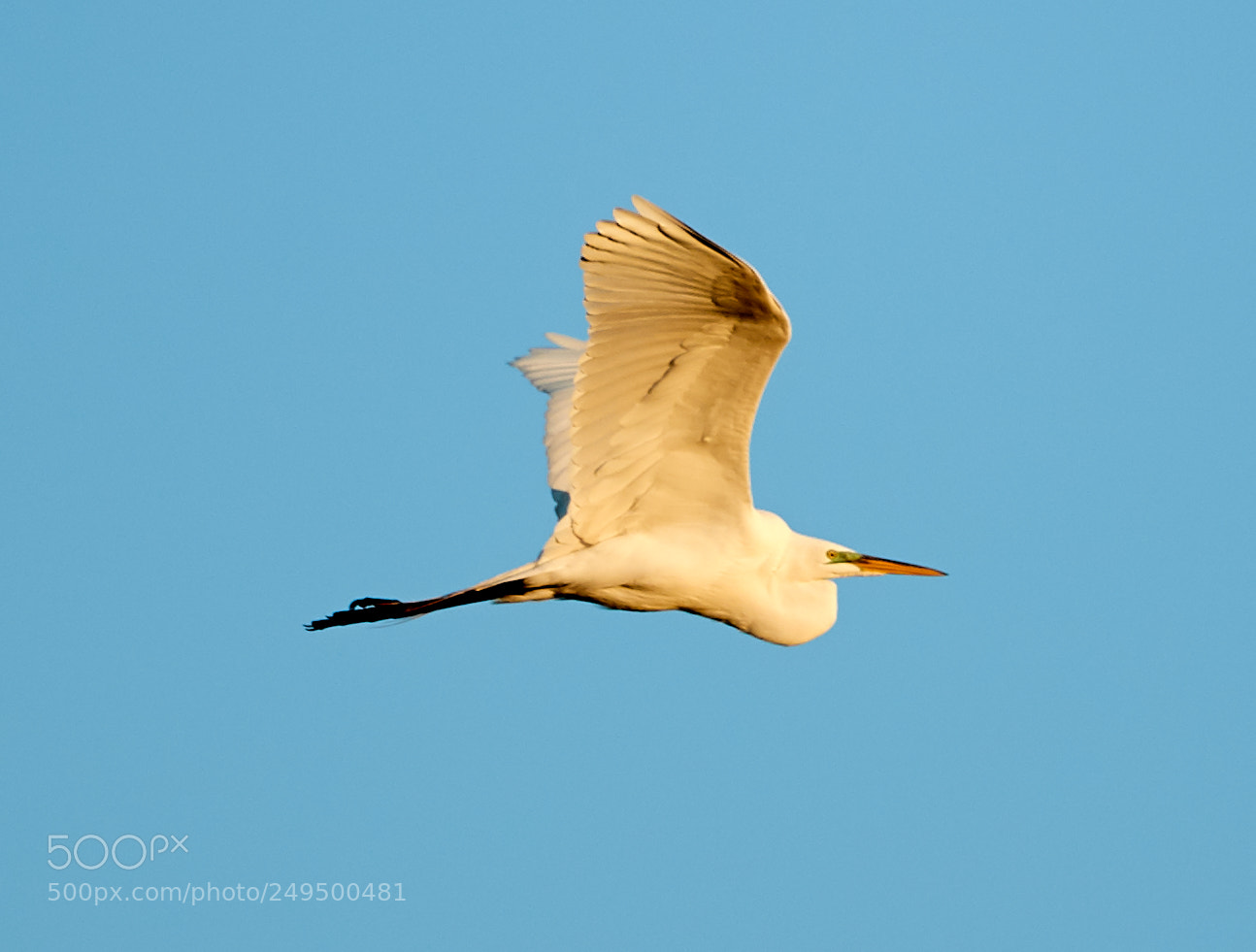 Canon EOS-1D X Mark II sample photo. 03-16-18-0007736.jpg photography