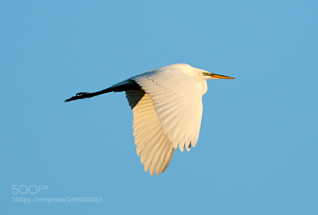 Canon EOS-1D X Mark II sample photo. 03-16-18-0007735.jpg photography
