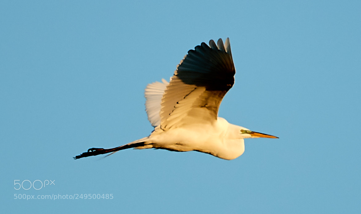 Canon EOS-1D X Mark II sample photo. 03-16-18-0007734.jpg photography