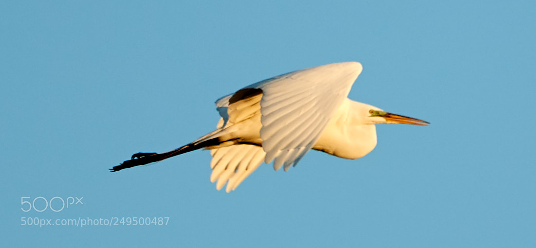 Canon EOS-1D X Mark II sample photo. 03-16-18-0007733.jpg photography