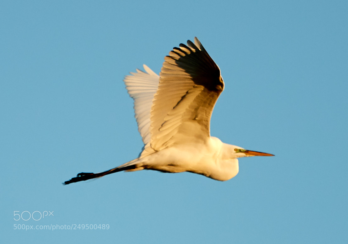 Canon EOS-1D X Mark II sample photo. 03-16-18-0007731.jpg photography