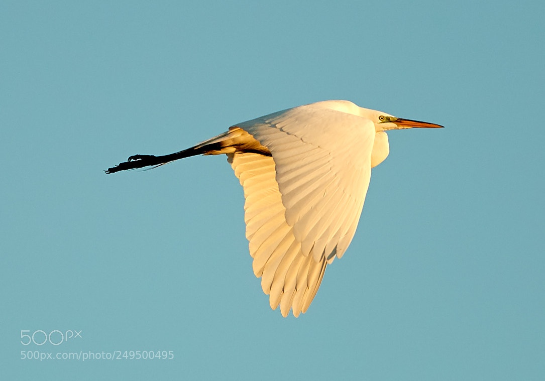 Canon EOS-1D X Mark II sample photo. 03-16-18-0007730.jpg photography