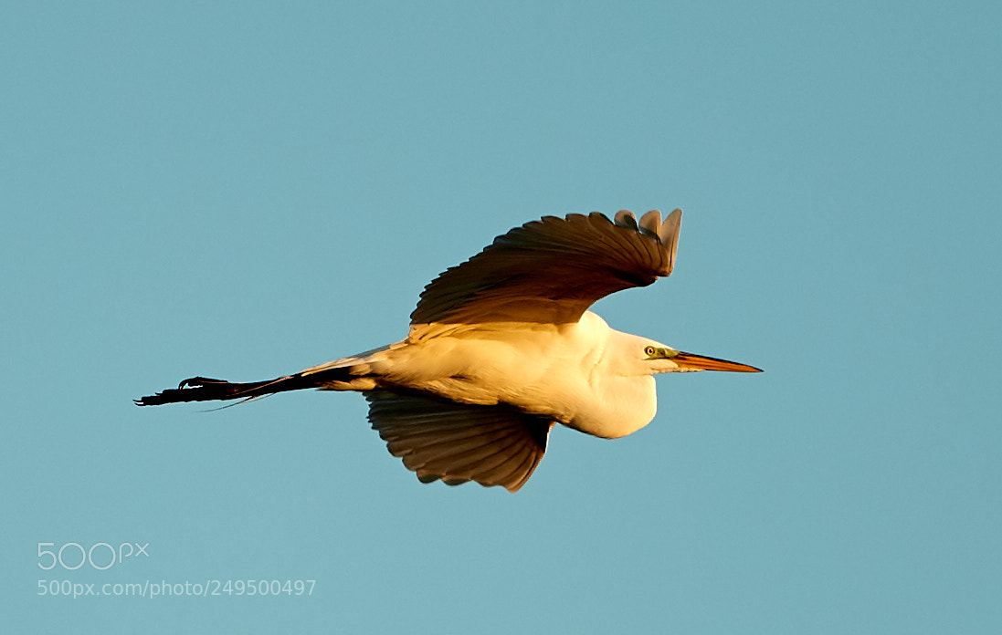 Canon EOS-1D X Mark II sample photo. 03-16-18-0007729.jpg photography