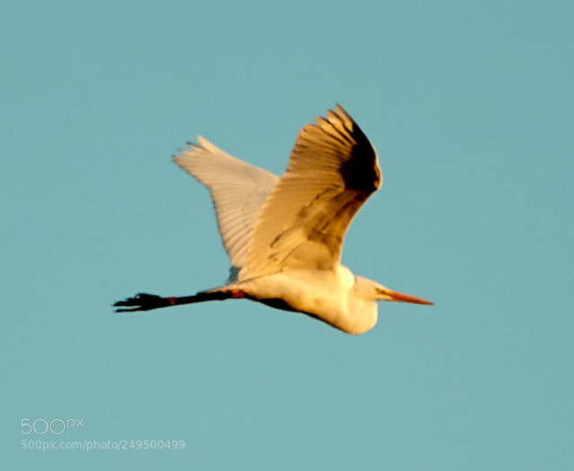 Canon EOS-1D X Mark II sample photo. 03-16-18-0007726.jpg photography