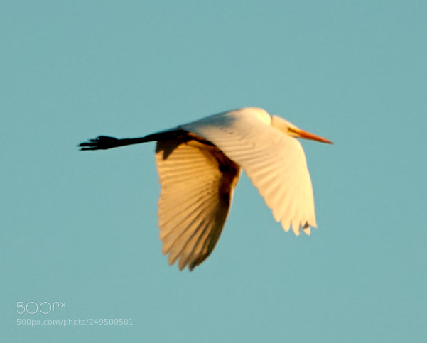 Canon EOS-1D X Mark II sample photo. 03-16-18-0007728.jpg photography