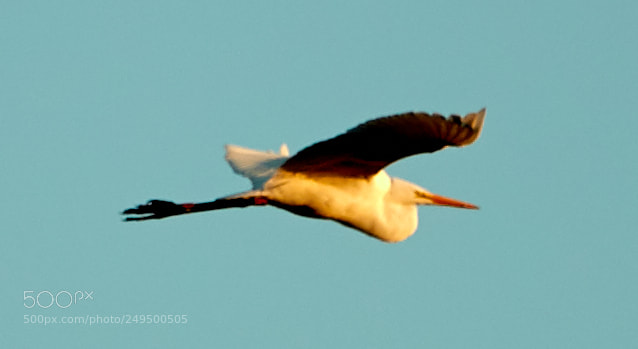 Canon EOS-1D X Mark II sample photo. 03-16-18-0007724.jpg photography