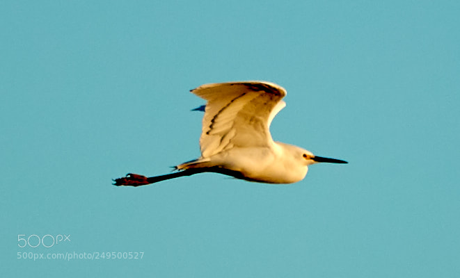 Canon EOS-1D X Mark II sample photo. 03-16-18-0007718.jpg photography