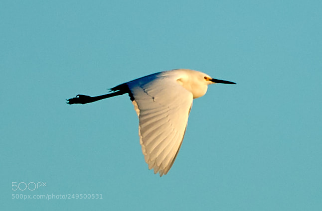 Canon EOS-1D X Mark II sample photo. 03-16-18-0007717.jpg photography