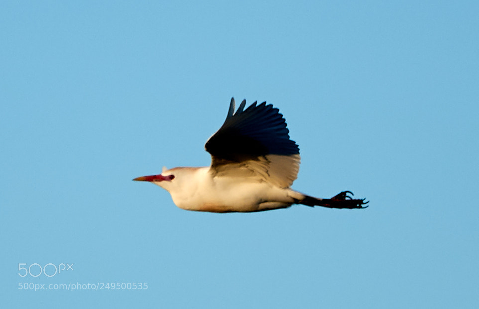 Canon EOS-1D X Mark II sample photo. 03-16-18-0007713.jpg photography