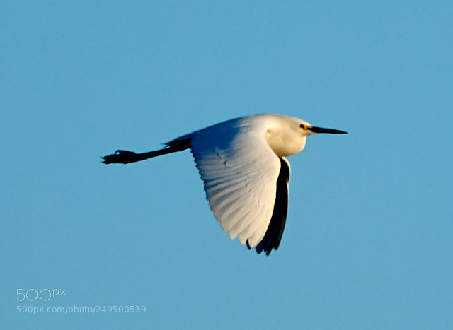 Canon EOS-1D X Mark II sample photo. 03-16-18-0007715.jpg photography