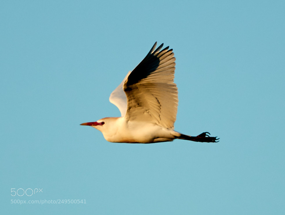 Canon EOS-1D X Mark II sample photo. 03-16-18-0007712.jpg photography