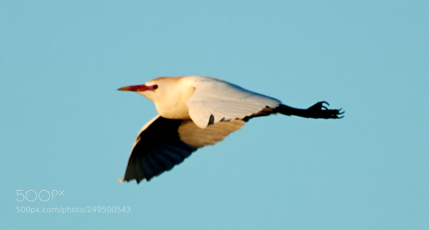 Canon EOS-1D X Mark II sample photo. 03-16-18-0007714.jpg photography