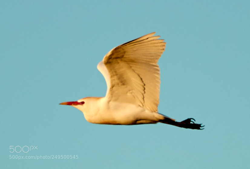 Canon EOS-1D X Mark II sample photo. 03-16-18-0007711.jpg photography