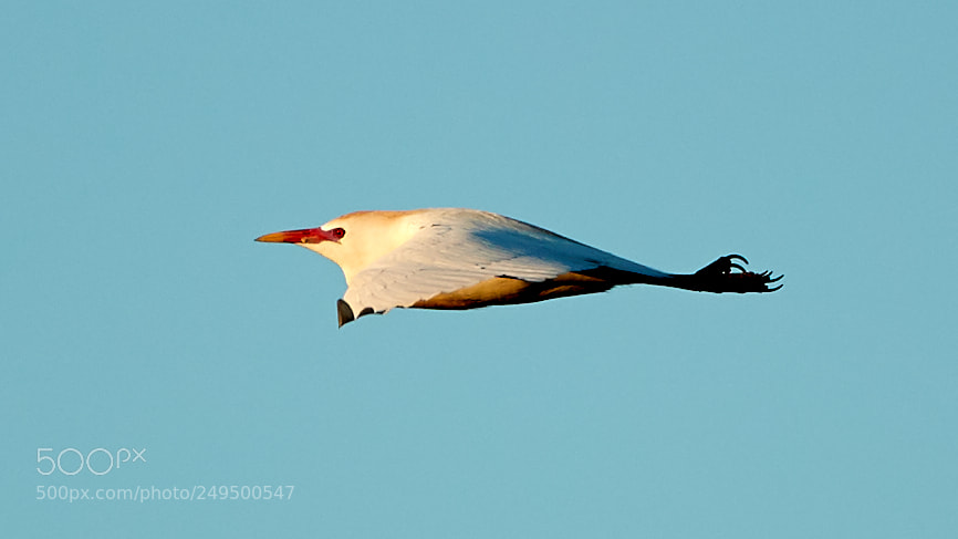 Canon EOS-1D X Mark II sample photo. 03-16-18-0007710.jpg photography