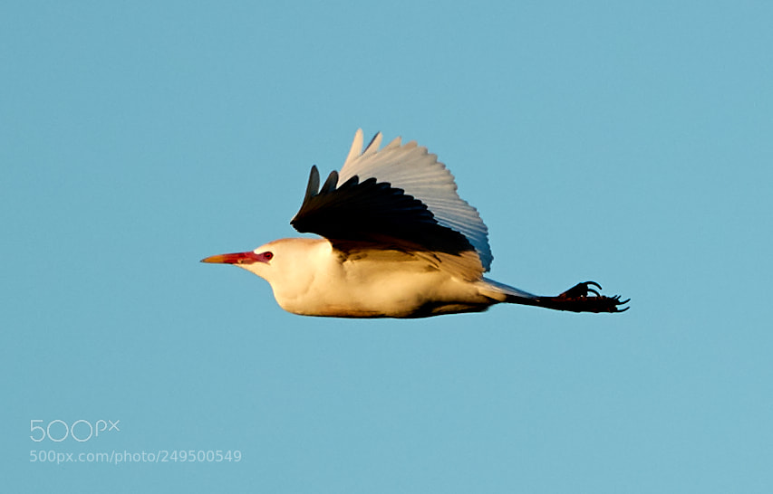 Canon EOS-1D X Mark II sample photo. 03-16-18-0007709.jpg photography