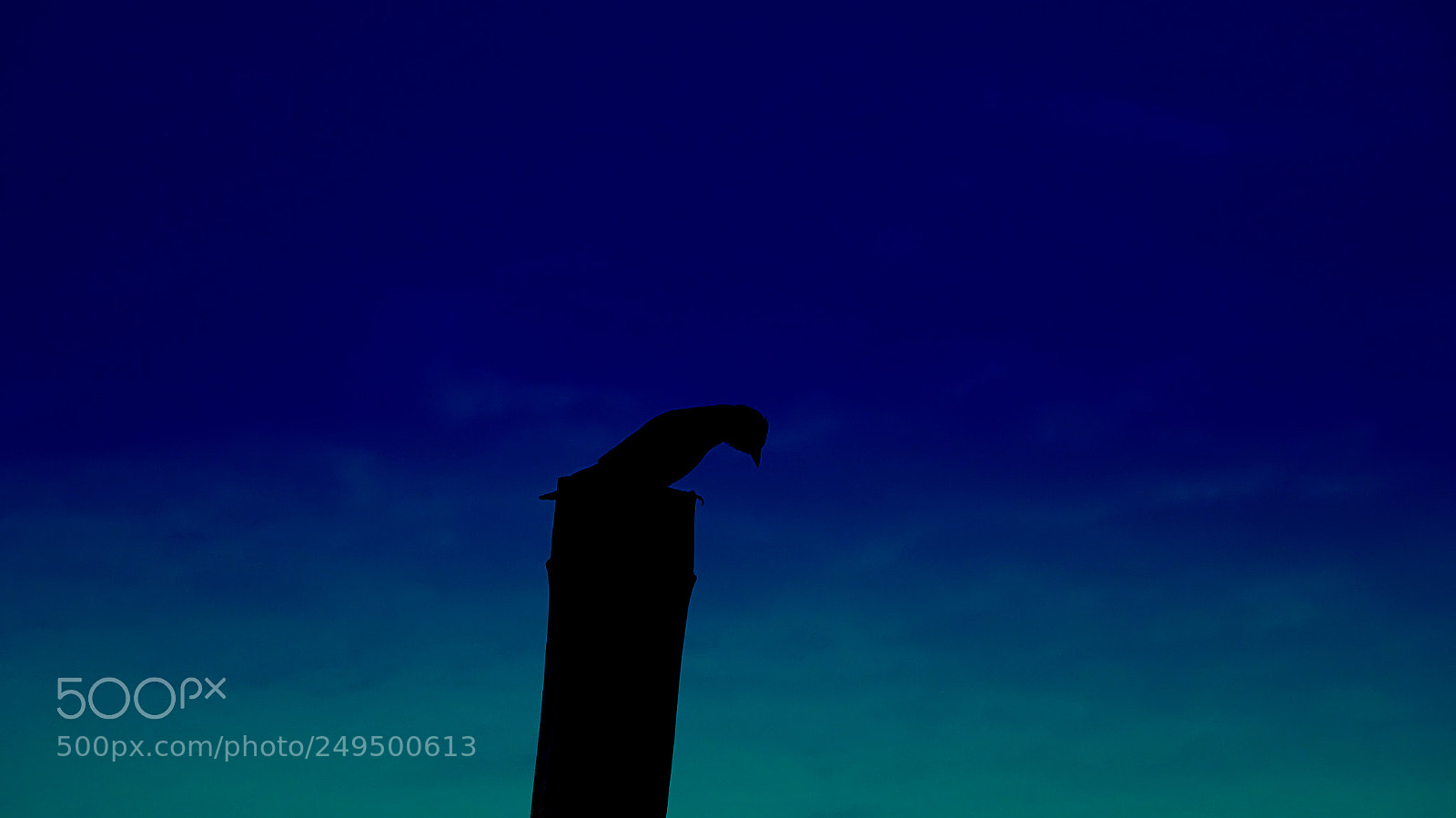 Sony Cyber-shot DSC-WX350 sample photo. Nature bird photography