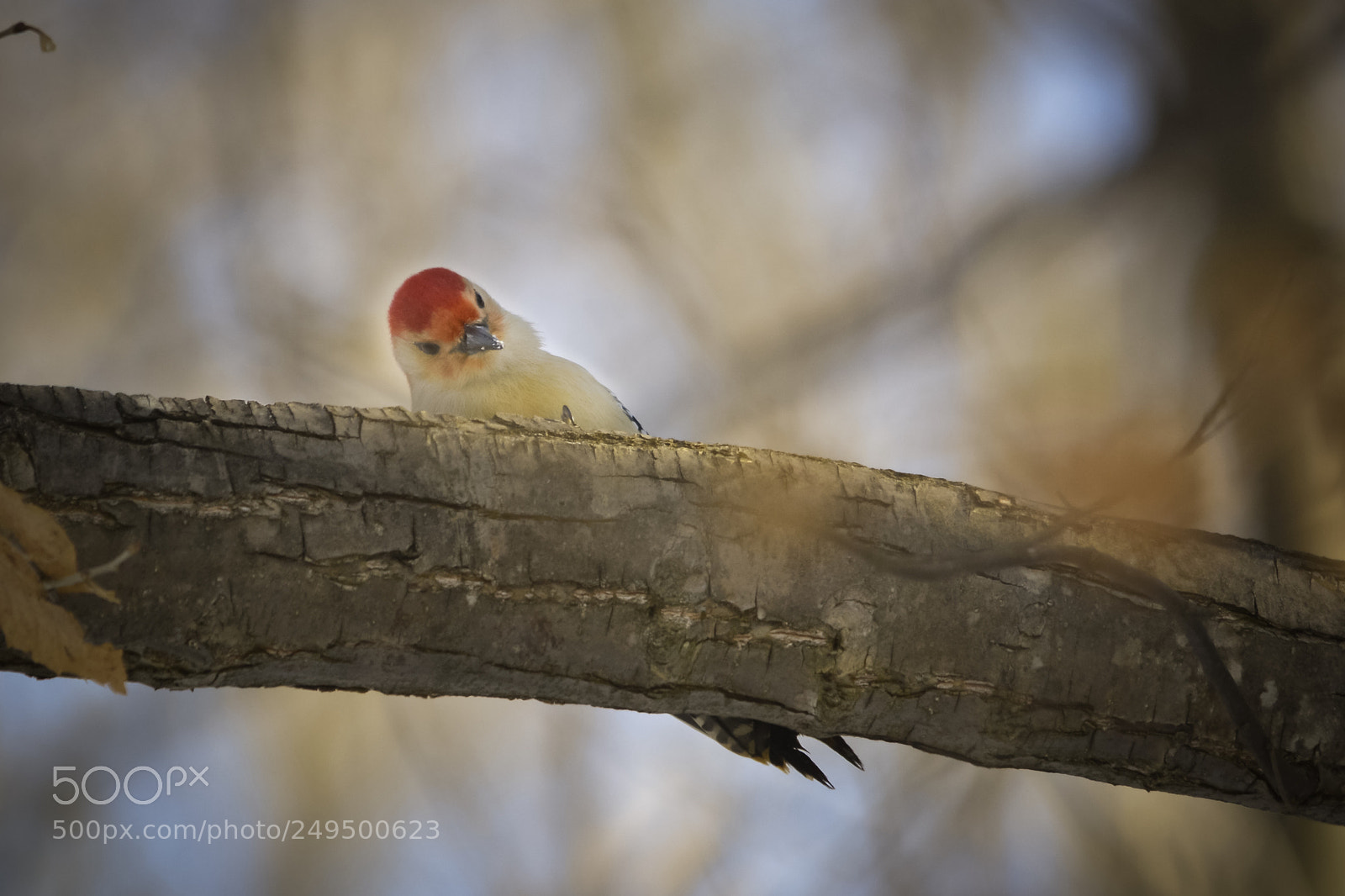 Nikon D7100 sample photo. Bashful red bellied photography