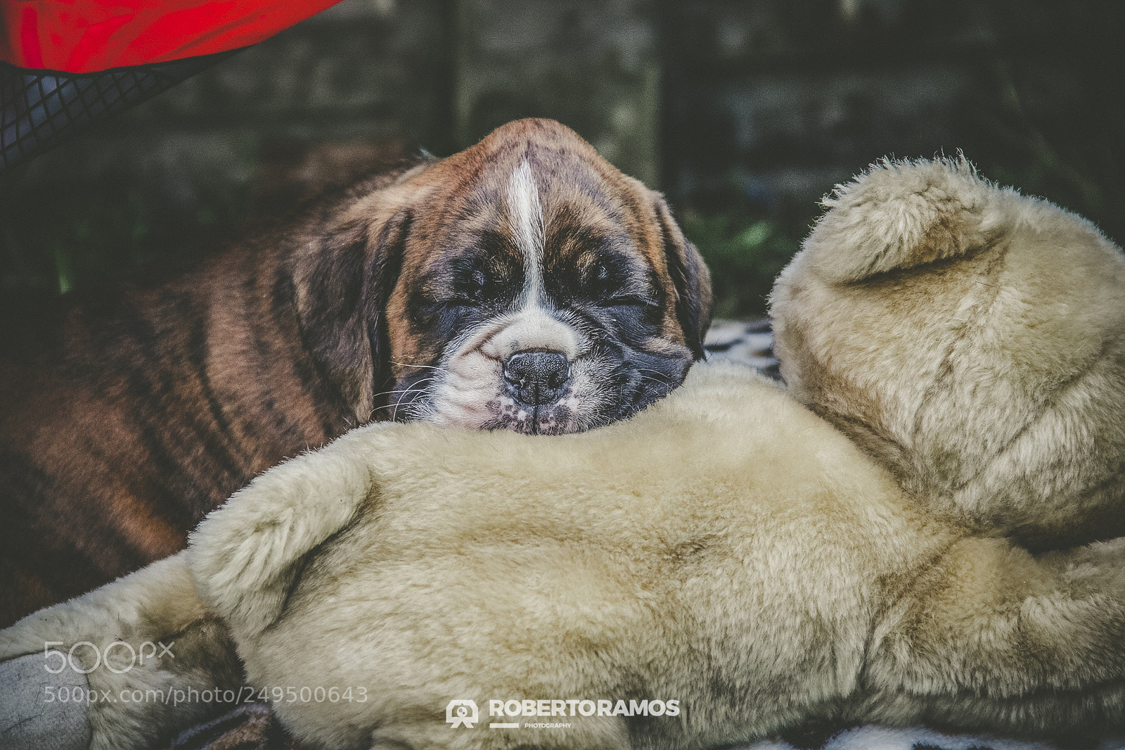 Canon EOS 60D sample photo. Sleepy doggie photography
