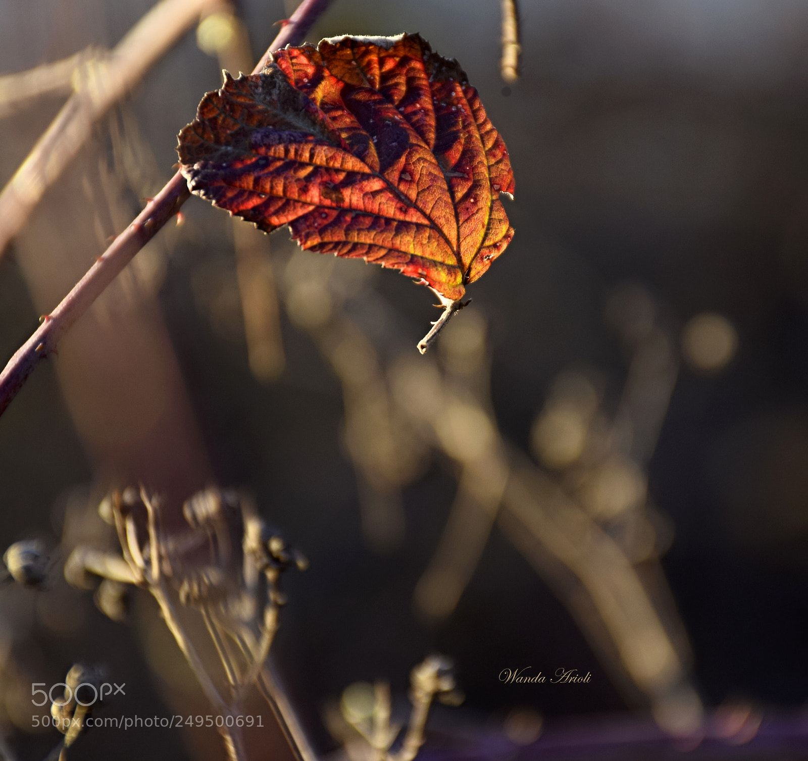 Nikon D5300 sample photo. ... magia ... photography