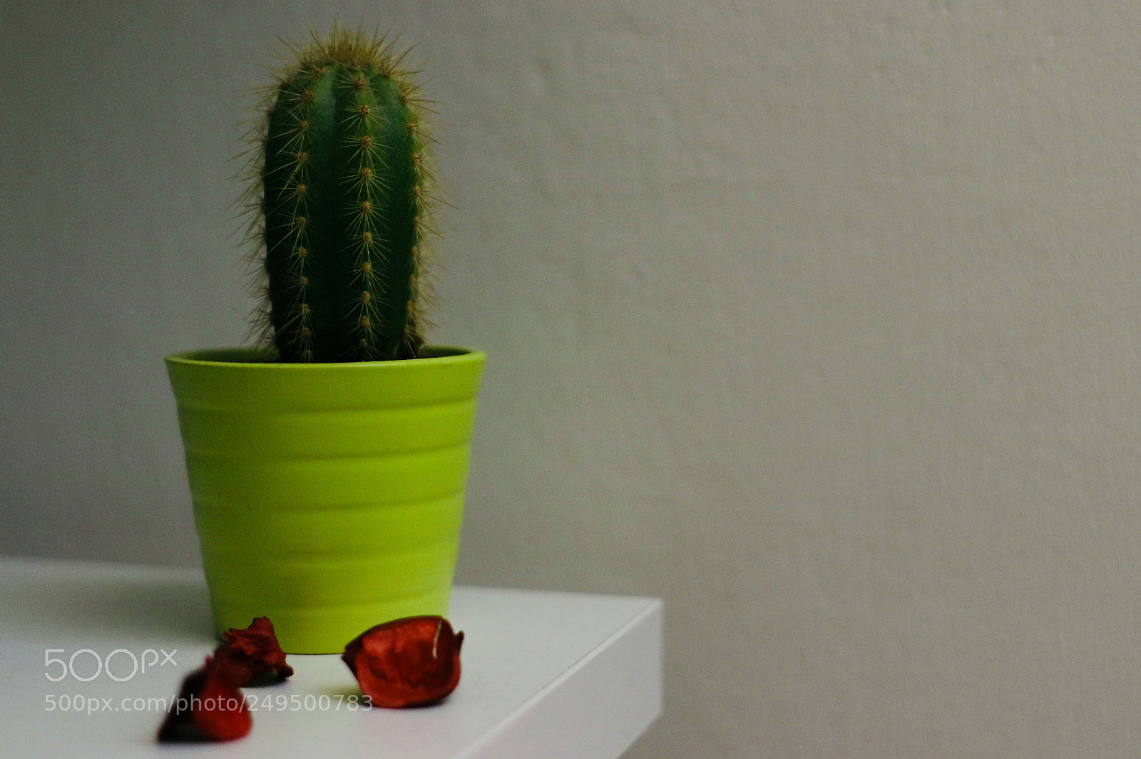 Canon EOS 80D sample photo. Red photography