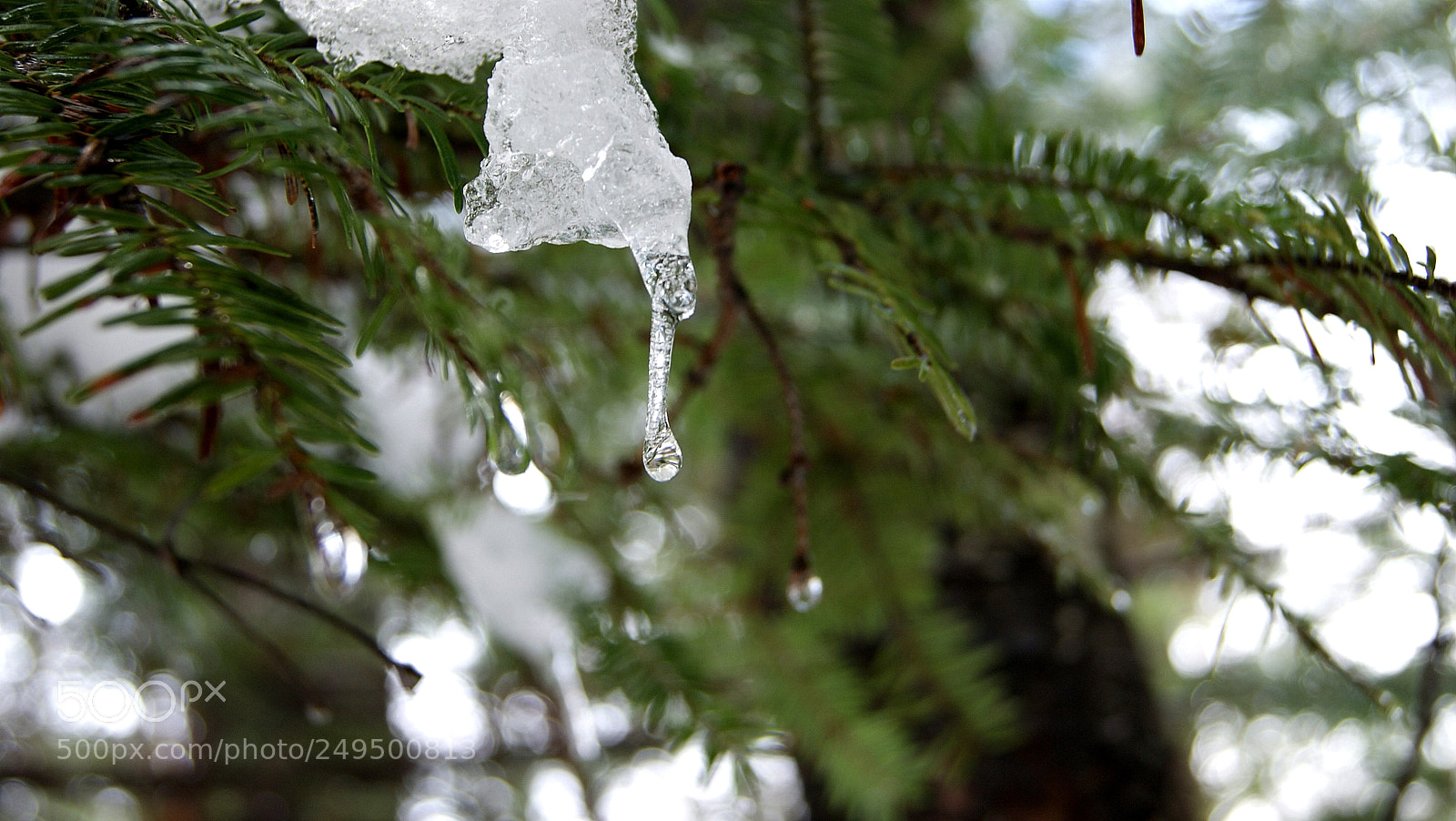Sony Alpha DSLR-A330 sample photo. Frozen droplet photography