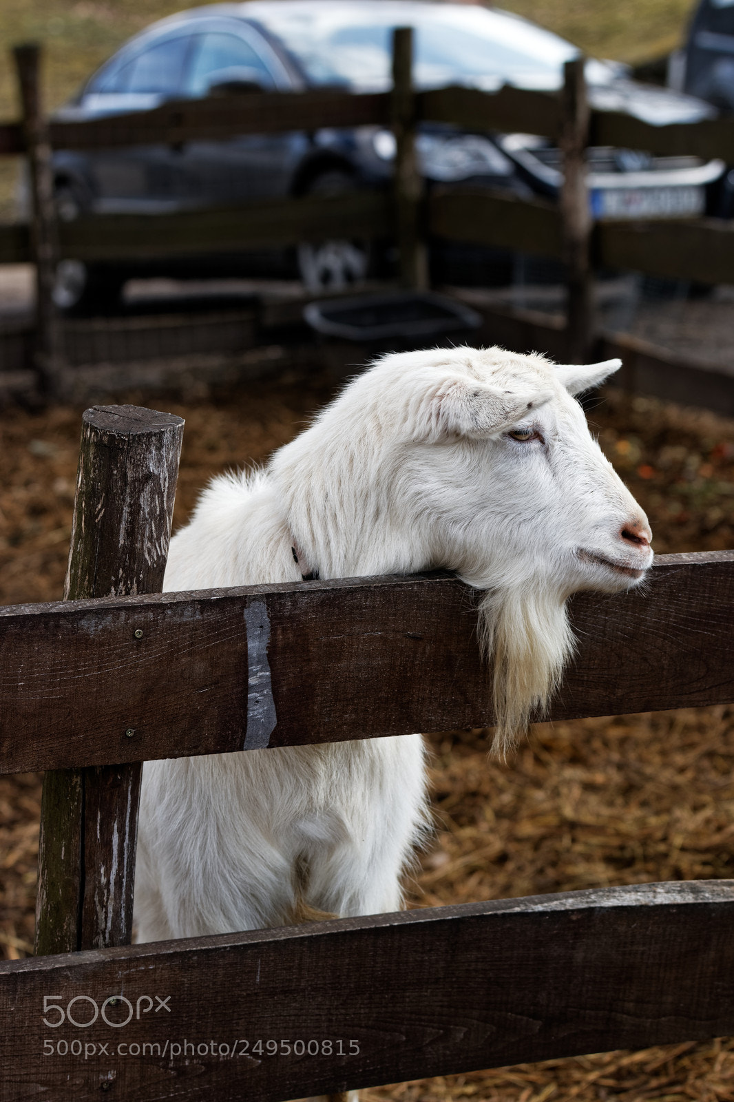 Canon EOS 70D sample photo. Goat photography