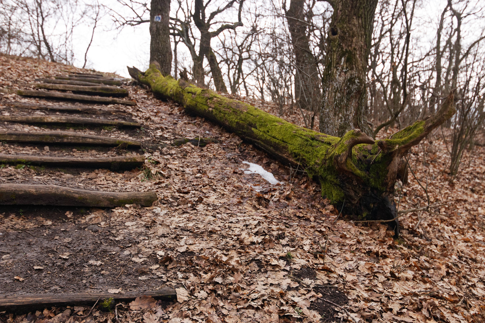 Canon EOS 70D sample photo. Forest vaskapu photography