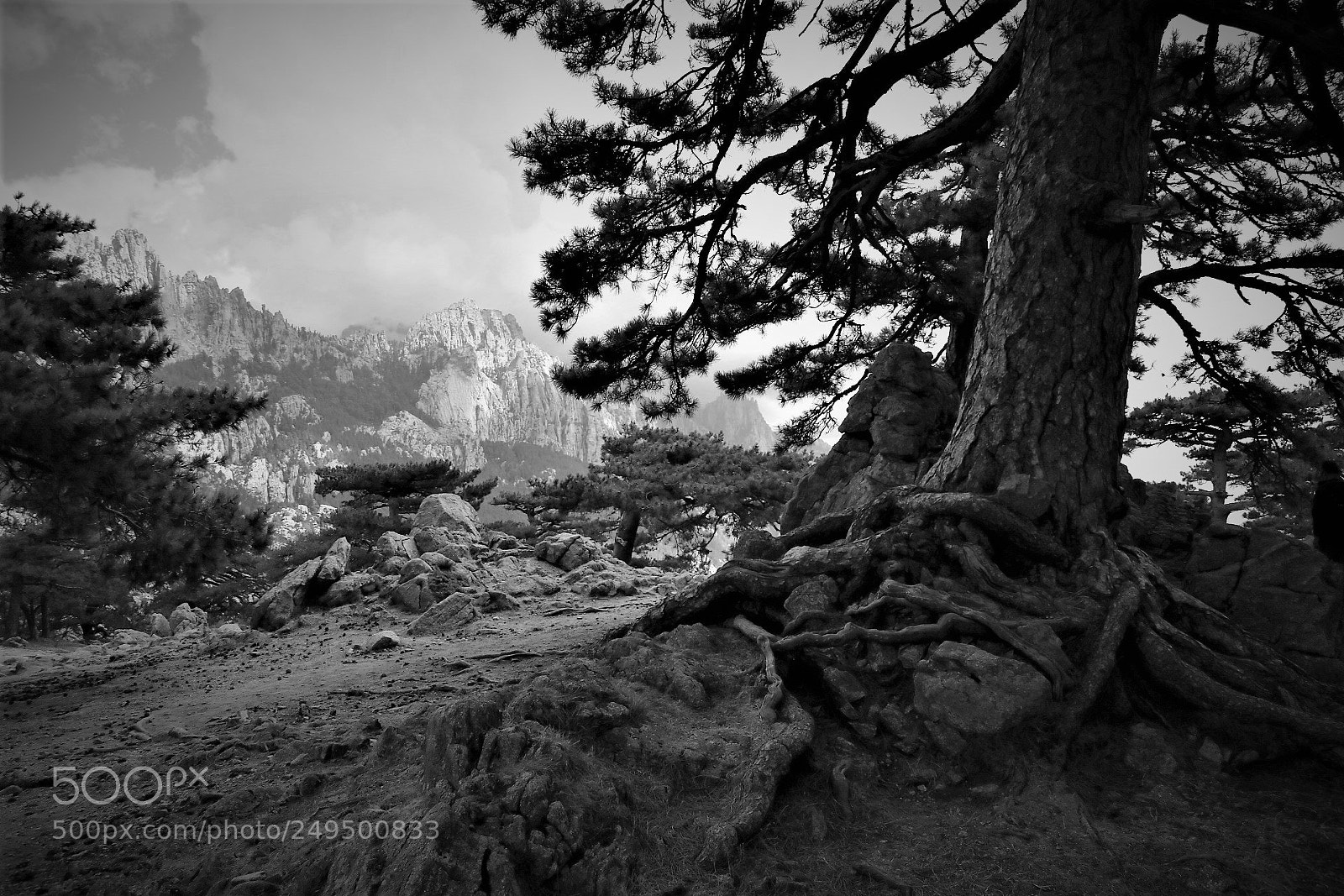 Canon EOS 760D (EOS Rebel T6s / EOS 8000D) sample photo. Corsican tree at col photography