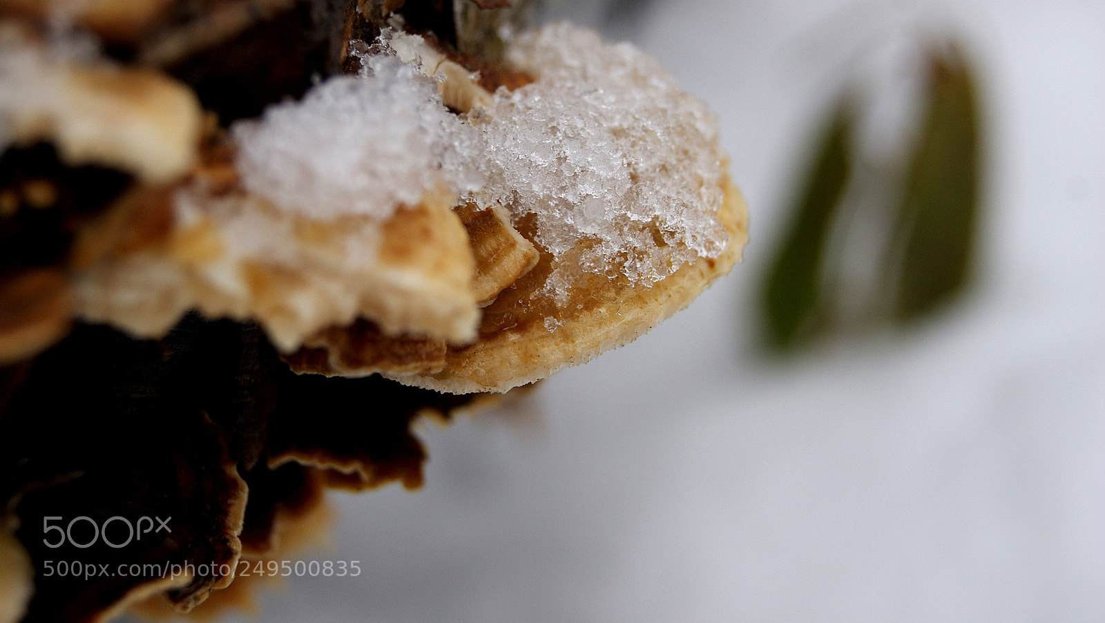 Sony Alpha DSLR-A330 sample photo. Snow on mushroom photography