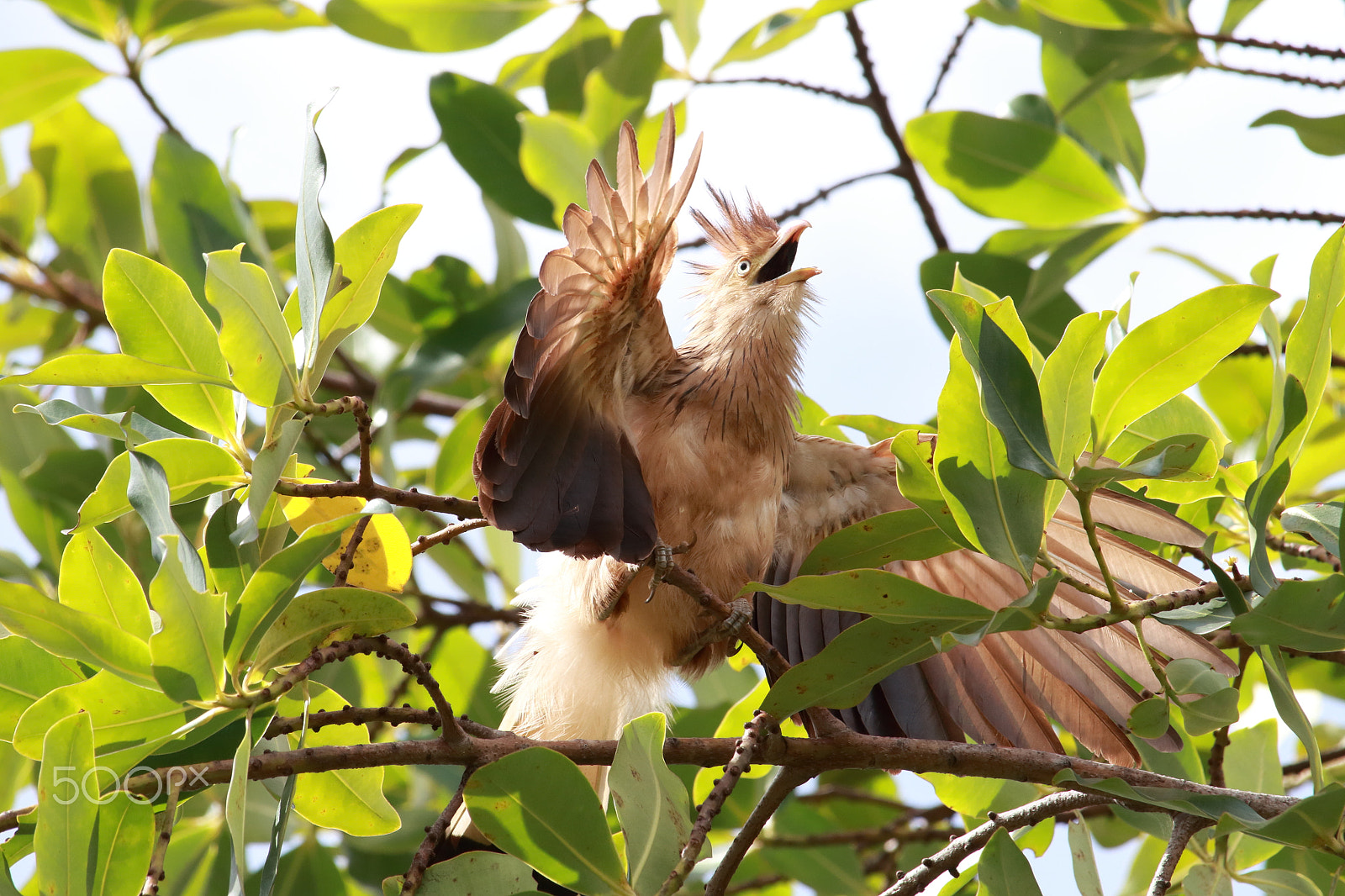 Canon EF-S 55-250mm F4-5.6 IS STM sample photo. Guira cuckoo photography