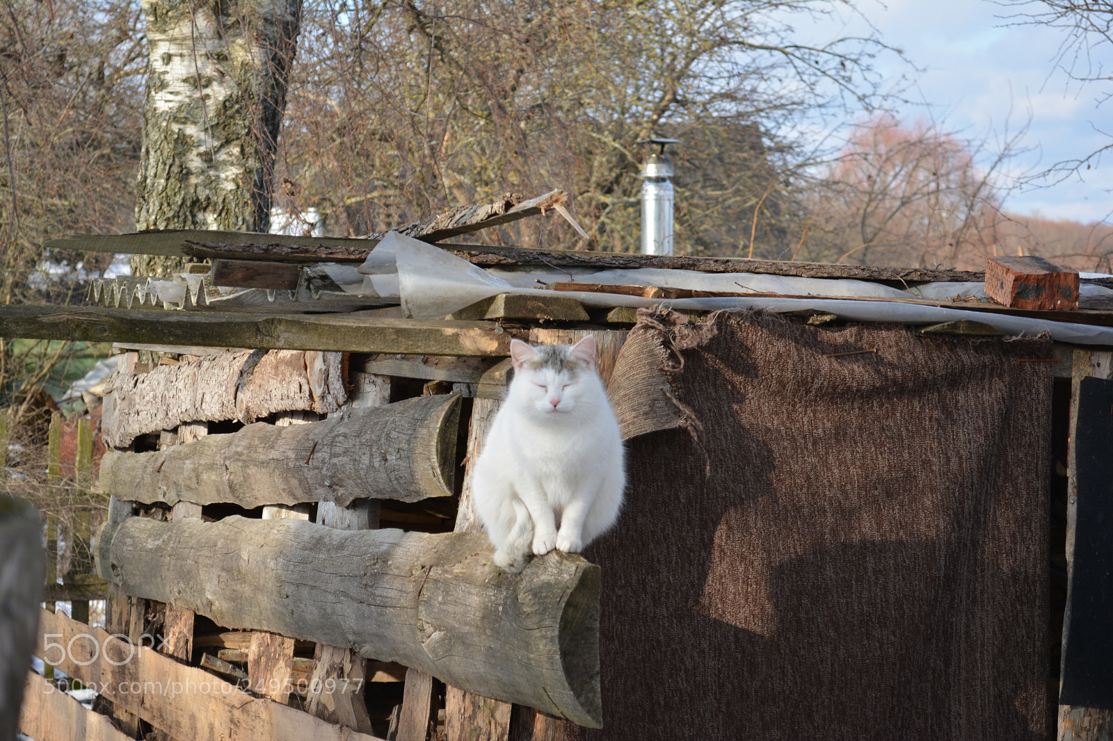 Nikon D5200 sample photo. Cat photography