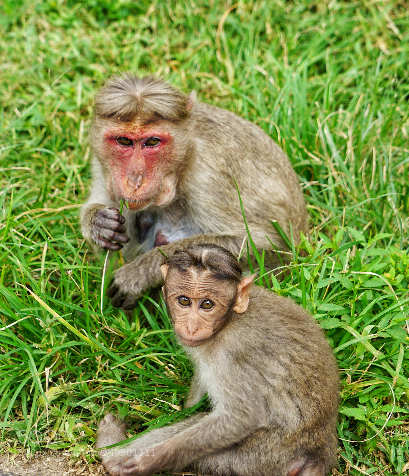 Sony a6000 sample photo. Monkey photography
