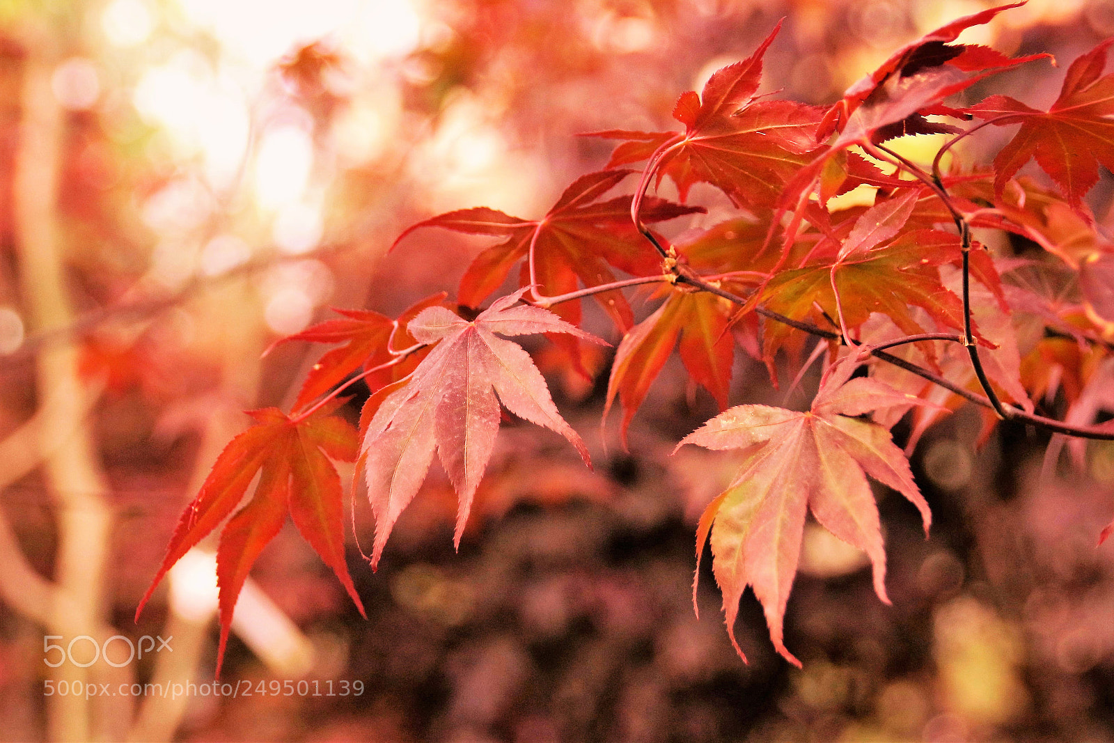 Canon EOS 100D (EOS Rebel SL1 / EOS Kiss X7) sample photo. (acer rubrum) photography