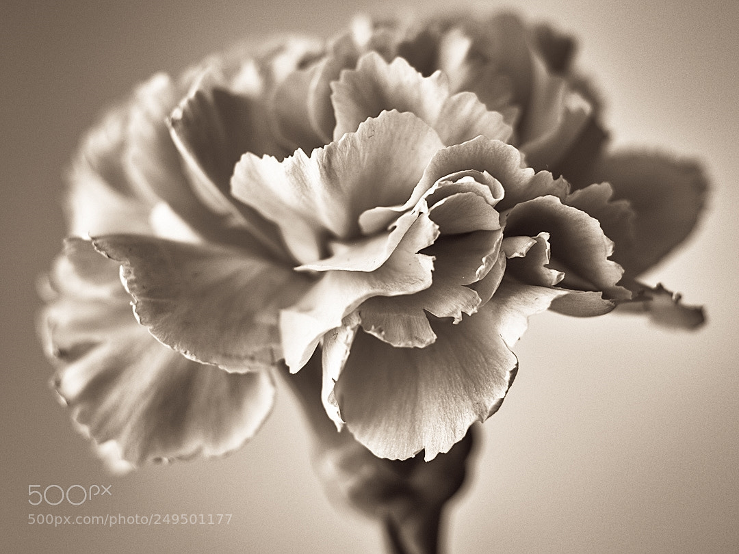 Olympus OM-D E-M5 sample photo. Copper flower photography