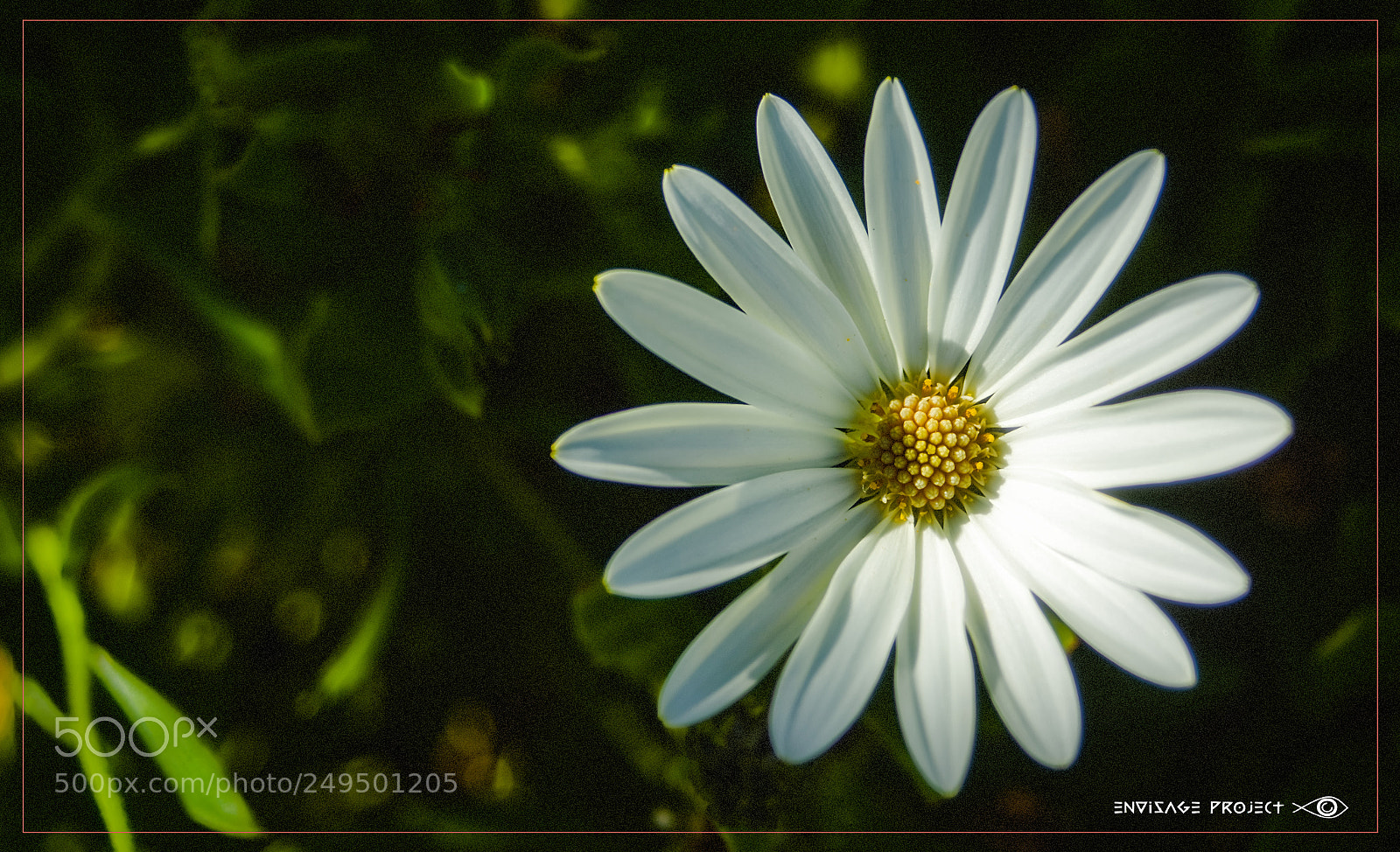 Sony a7R sample photo. White daisy in the photography
