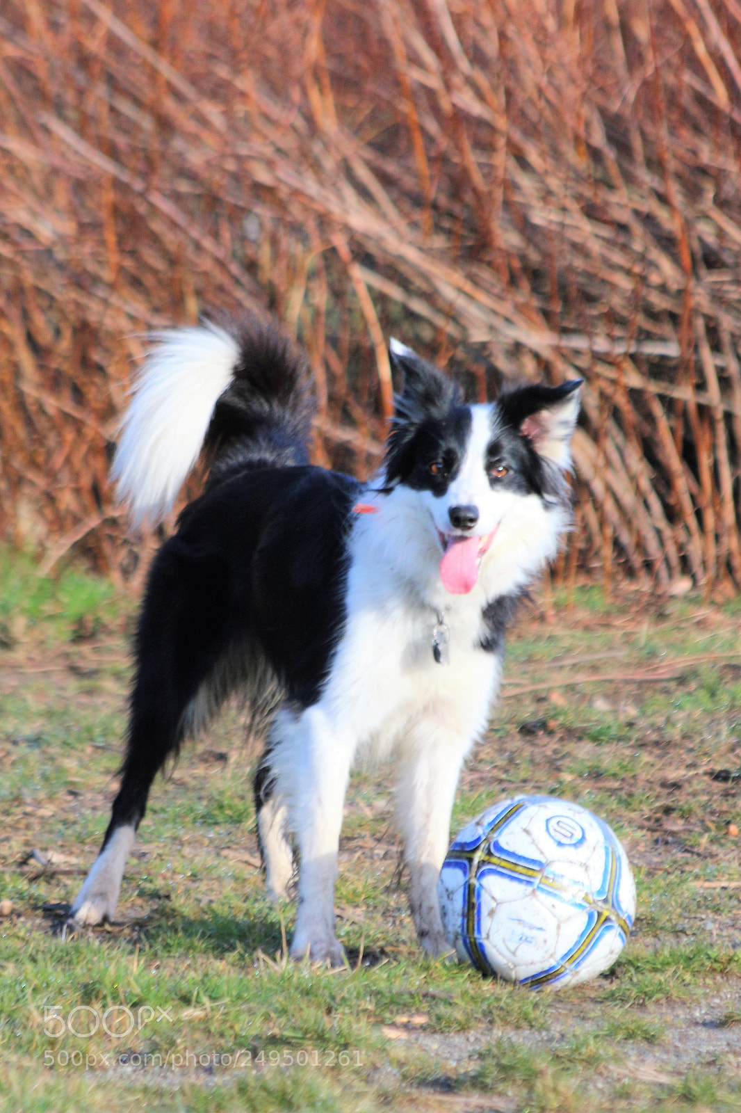 Canon EOS 700D (EOS Rebel T5i / EOS Kiss X7i) sample photo. Gugu the soccer star photography