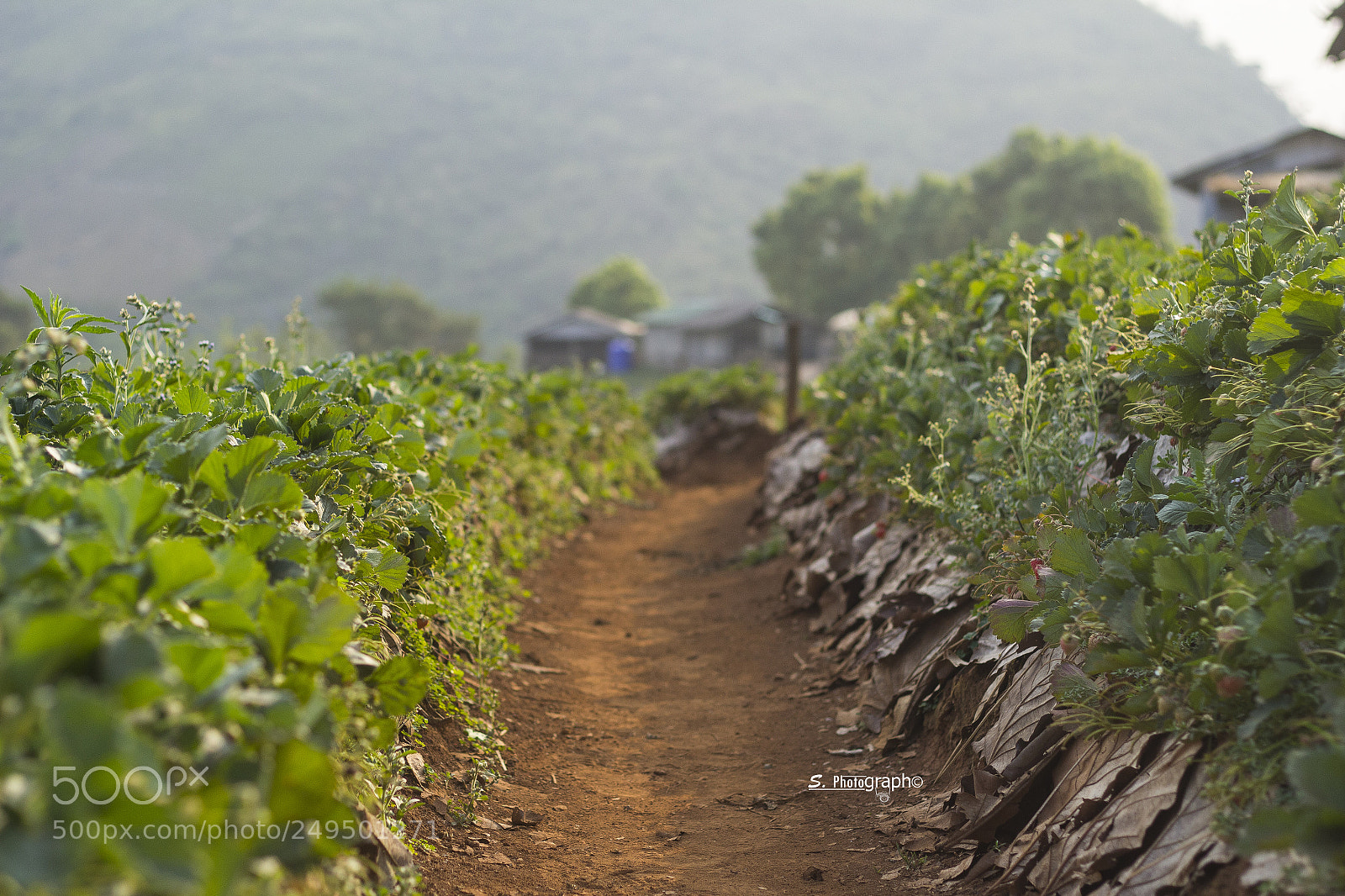 Canon EOS 60D sample photo. Strawberry farm photography
