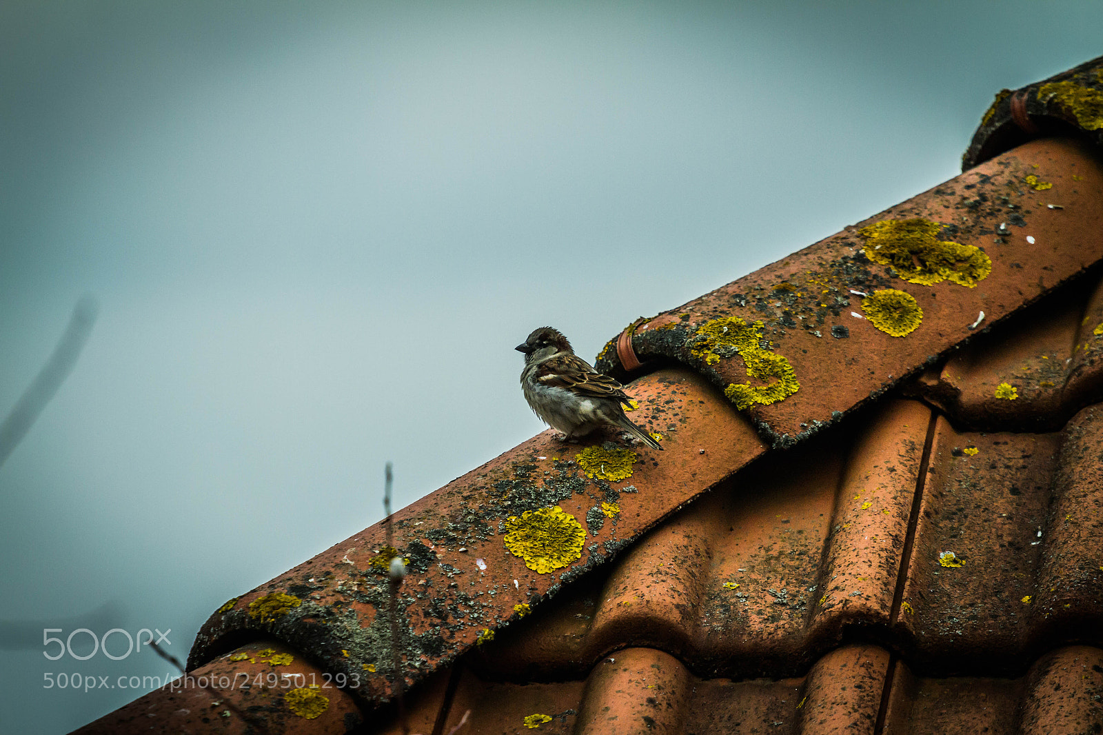 Canon EOS 7D sample photo. The bird. photography