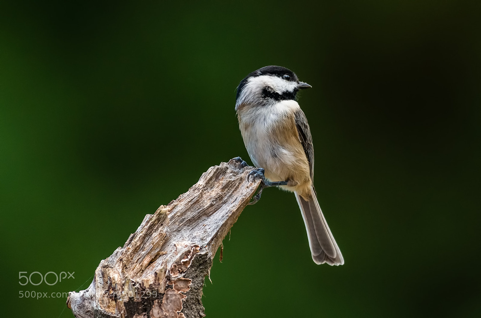 Nikon D800 sample photo. Carolina chickadee photography