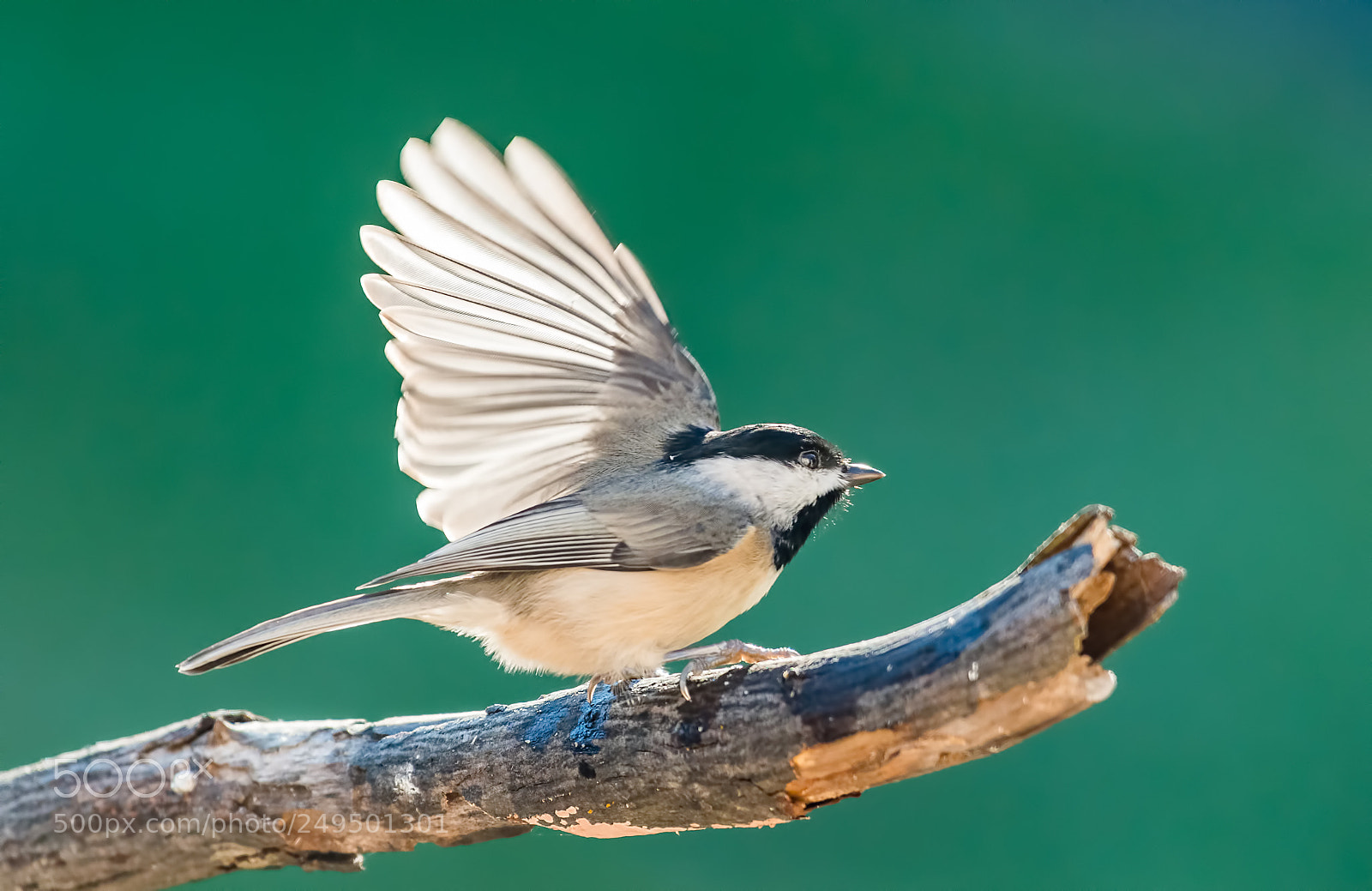 Nikon D800 sample photo. Wing test photography