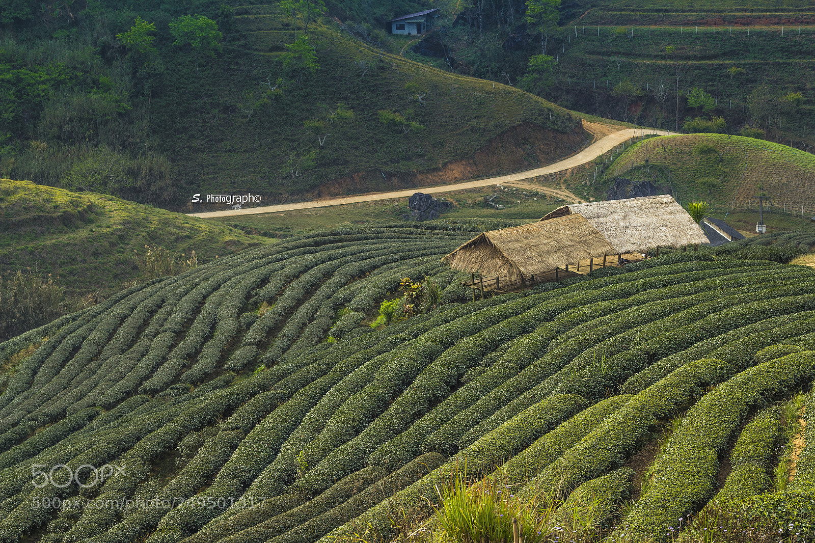 Canon EOS 60D sample photo. Tea farm photography