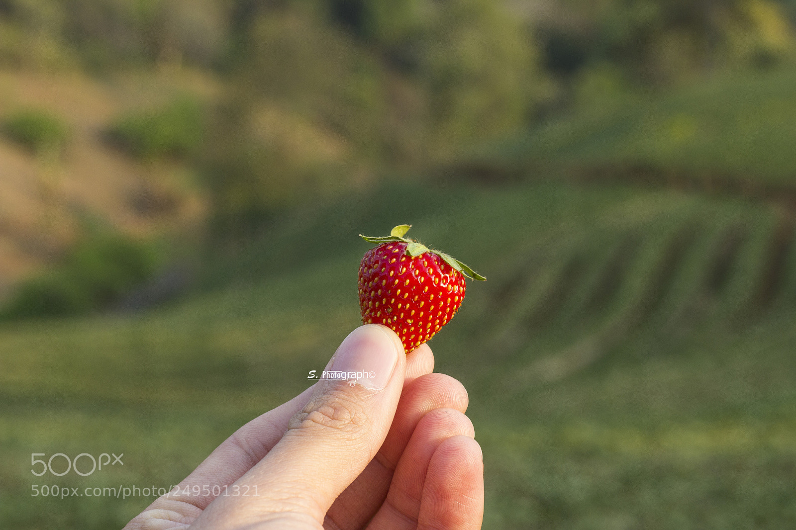 Canon EOS 60D sample photo. Strawberry photography