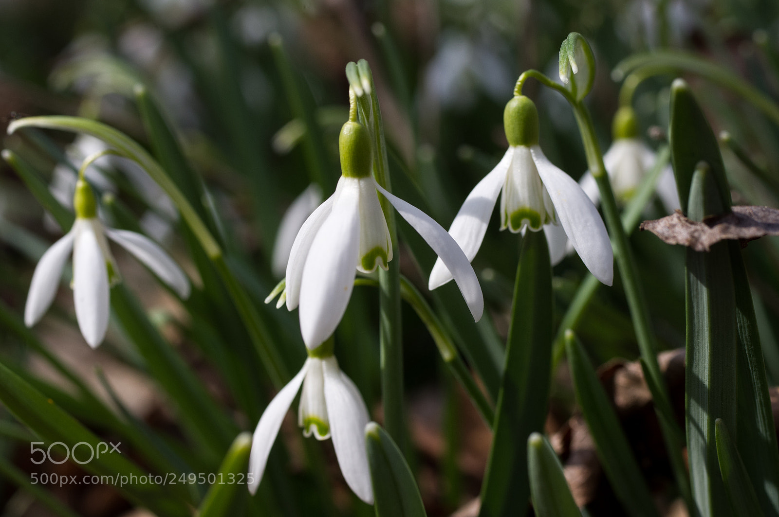 Pentax K-x sample photo. Snowdrop in spring photography